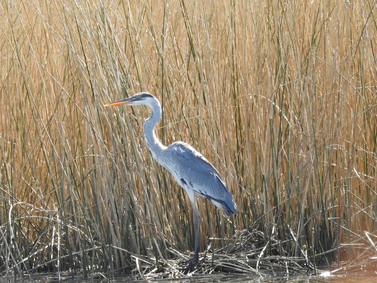 Cocoi Heron - ML609180401