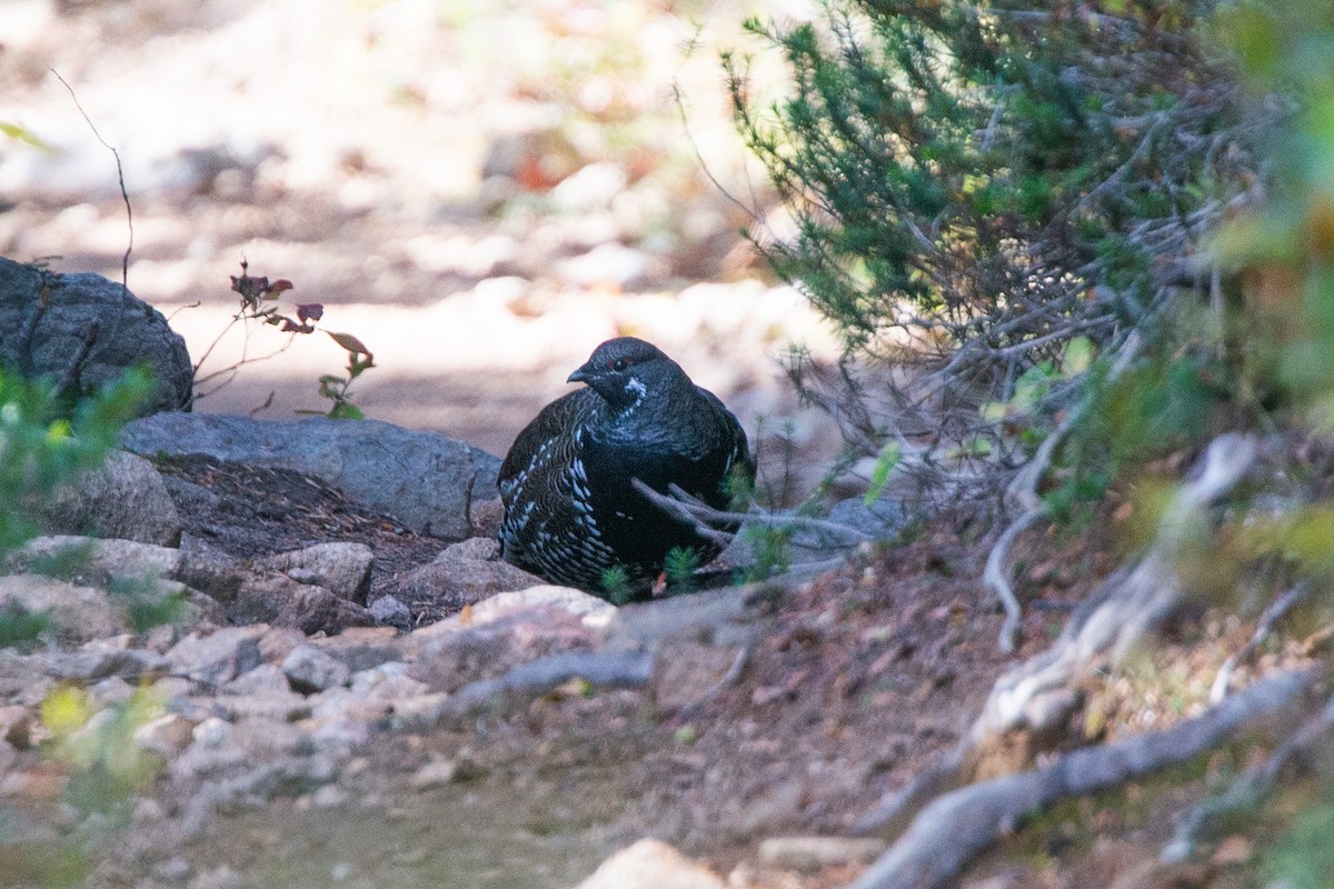 Spruce Grouse - ML609180498