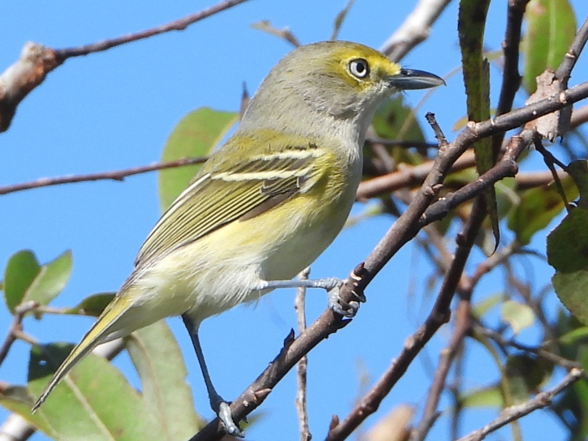 White-eyed Vireo - ML609180575