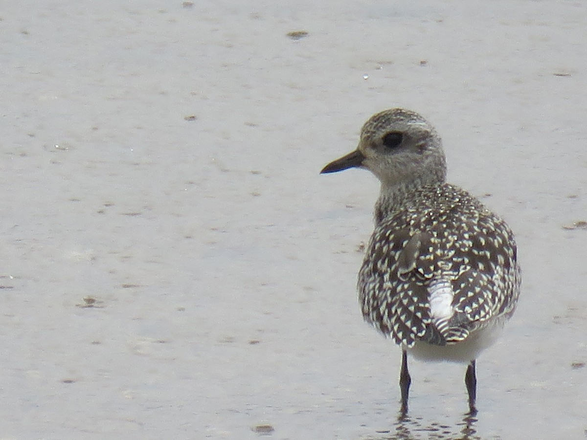 Black-bellied Plover - Guy McGrane