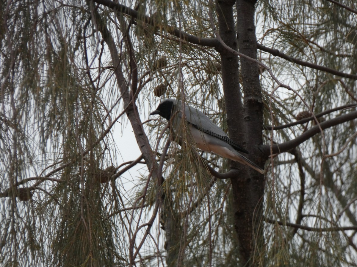 Black-faced Cuckooshrike - Beth Roddin