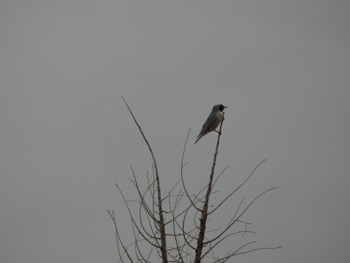 Masked Woodswallow - Beth Roddin