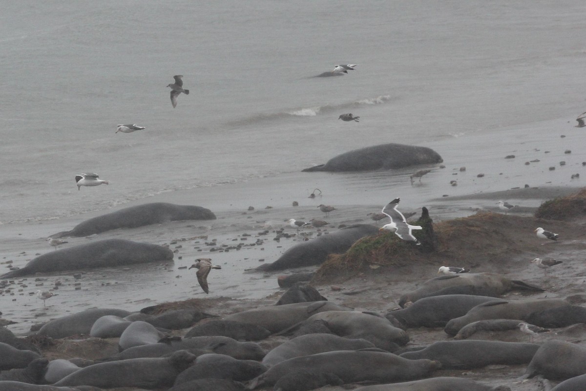 Gaviota Occidental - ML609180860