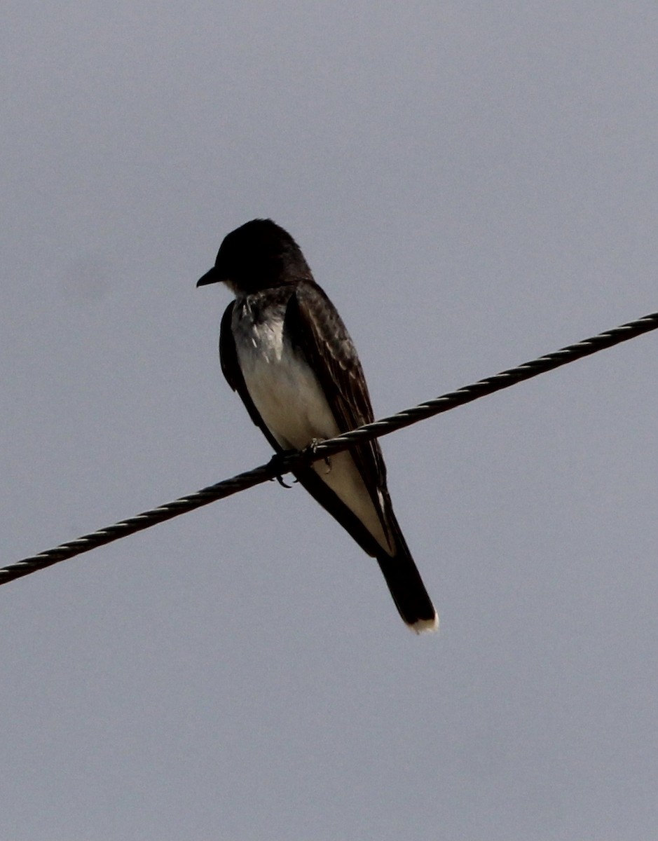 Eastern Kingbird - ML609180919