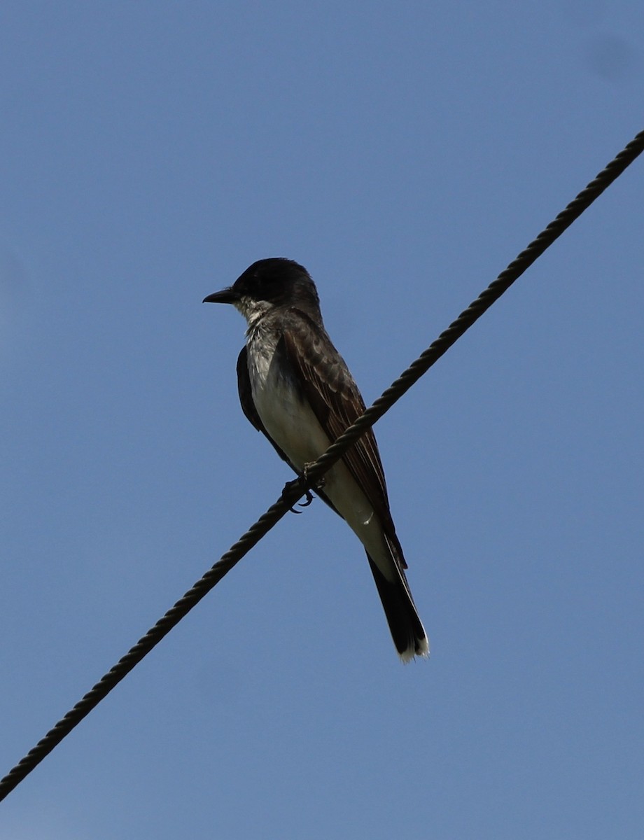 Eastern Kingbird - ML609180920