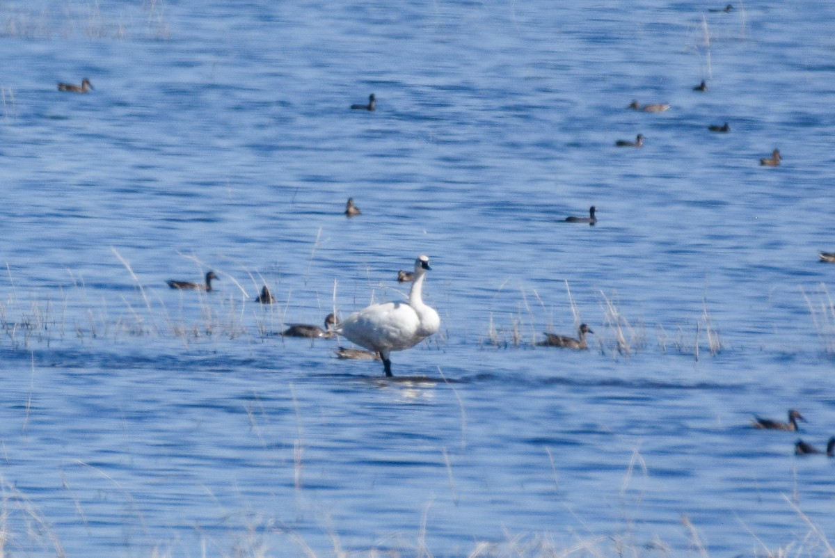 Tundra Swan - ML609180927