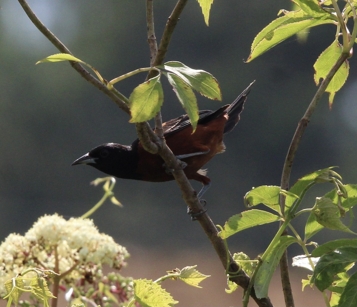 Orchard Oriole - ML609180931