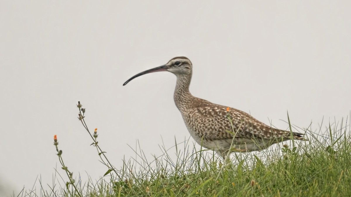 Regenbrachvogel - ML609180954