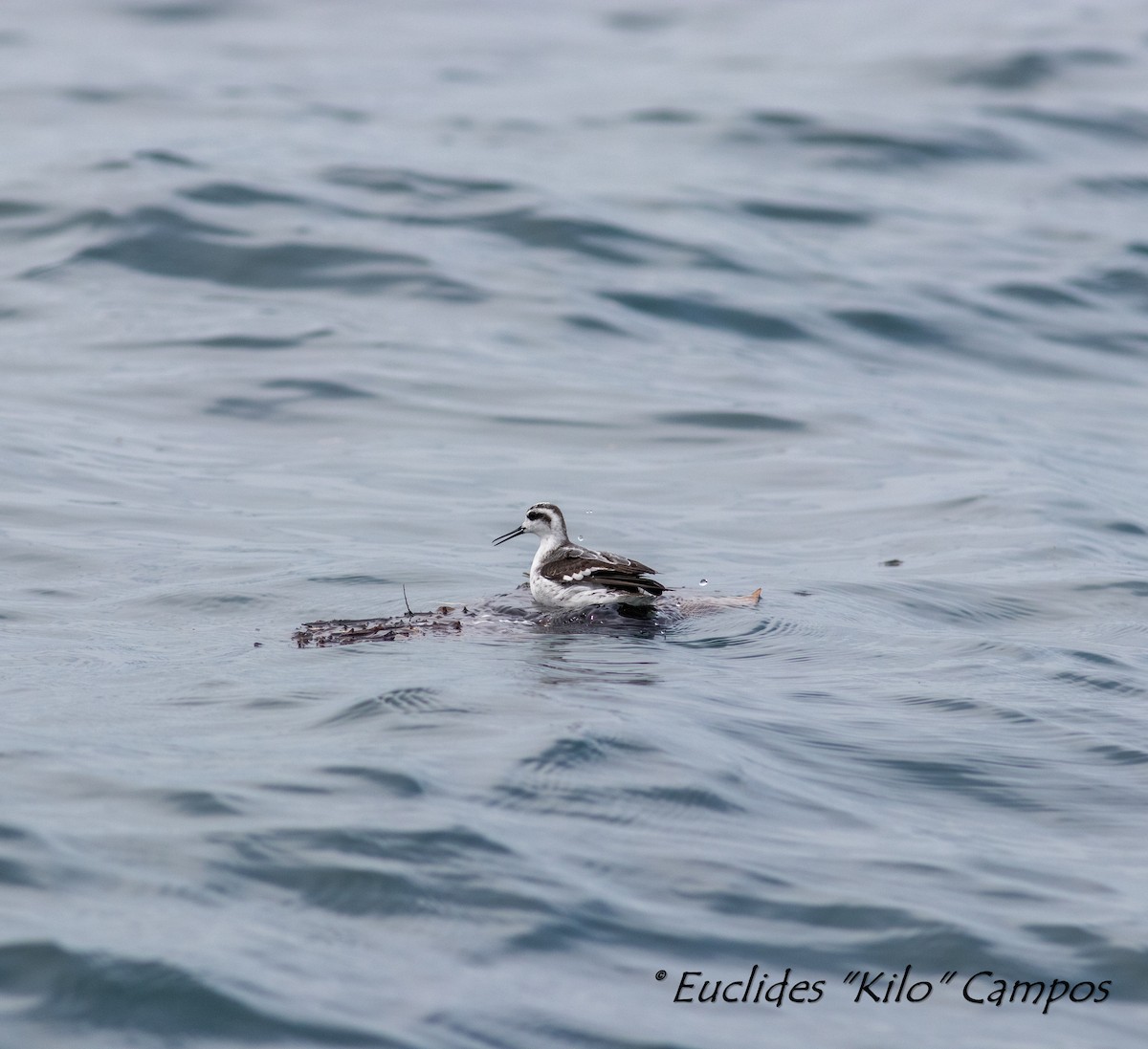 Red-necked Phalarope - ML609181000