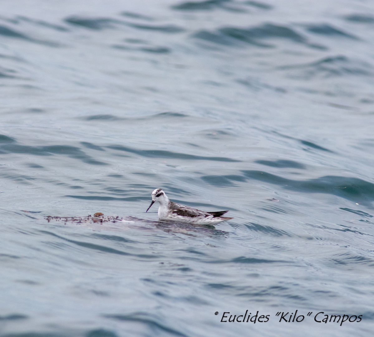 Red-necked Phalarope - ML609181001