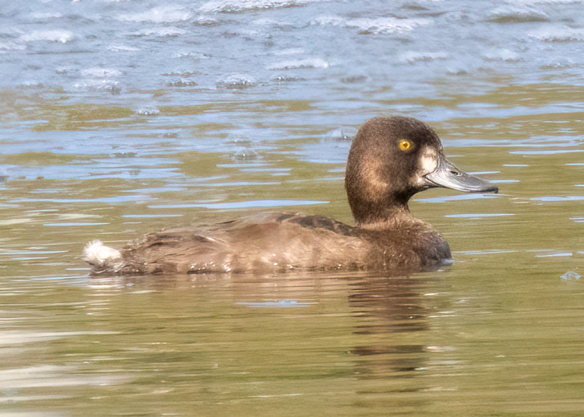 Lesser Scaup - ML609181038