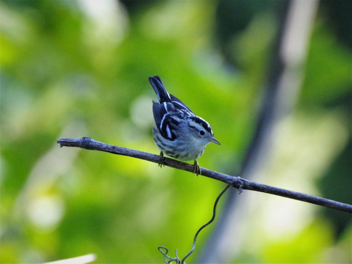 Black-and-white Warbler - ML609181114