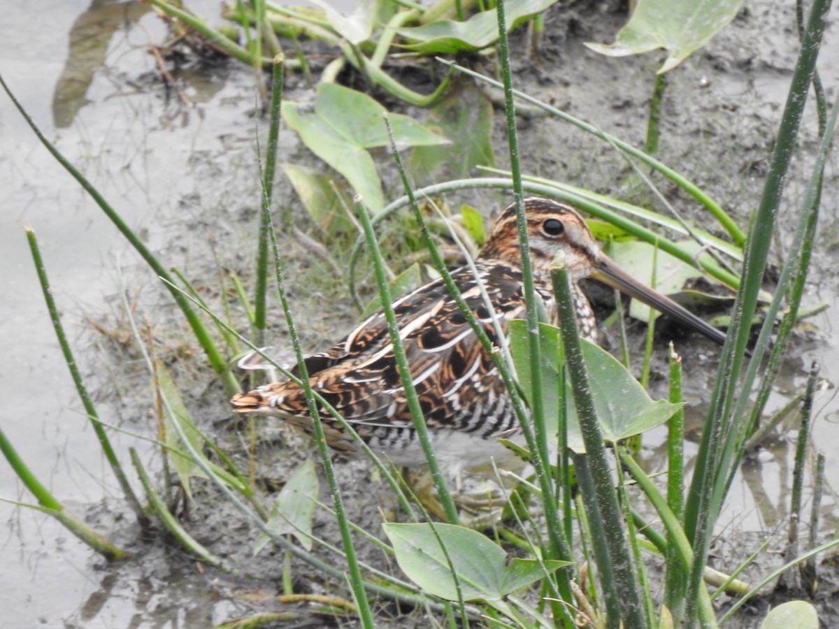 Wilson's Snipe - ML609181268