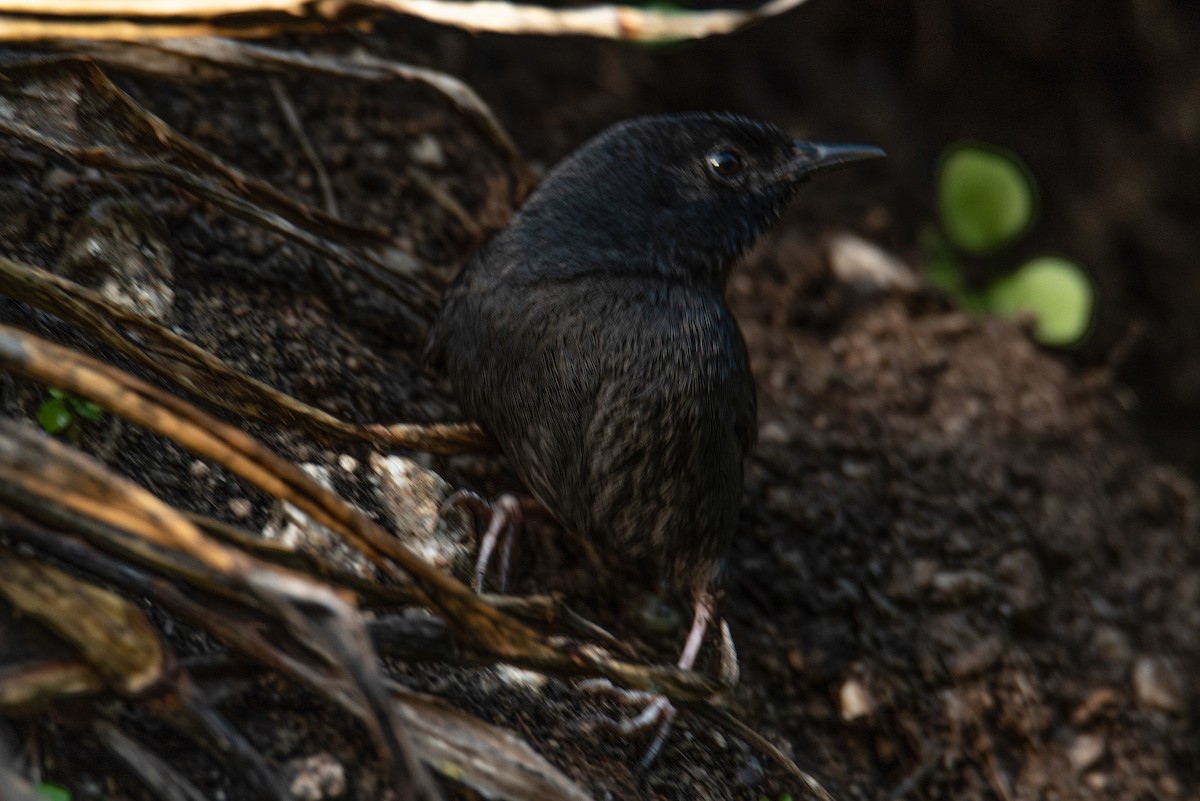 Dusky Tapaculo - Tamara Catalán Bermudez