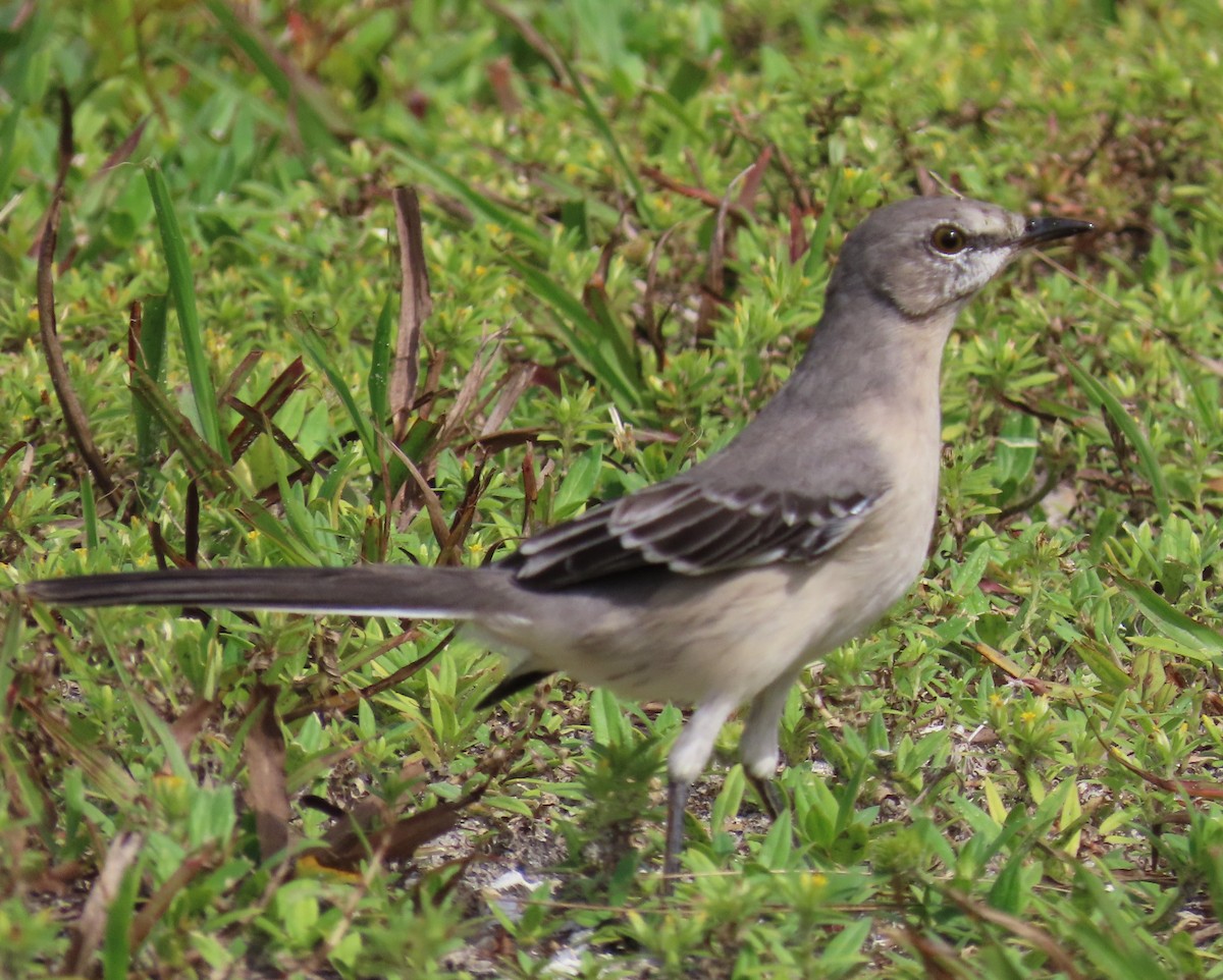 Northern Mockingbird - ML609181536