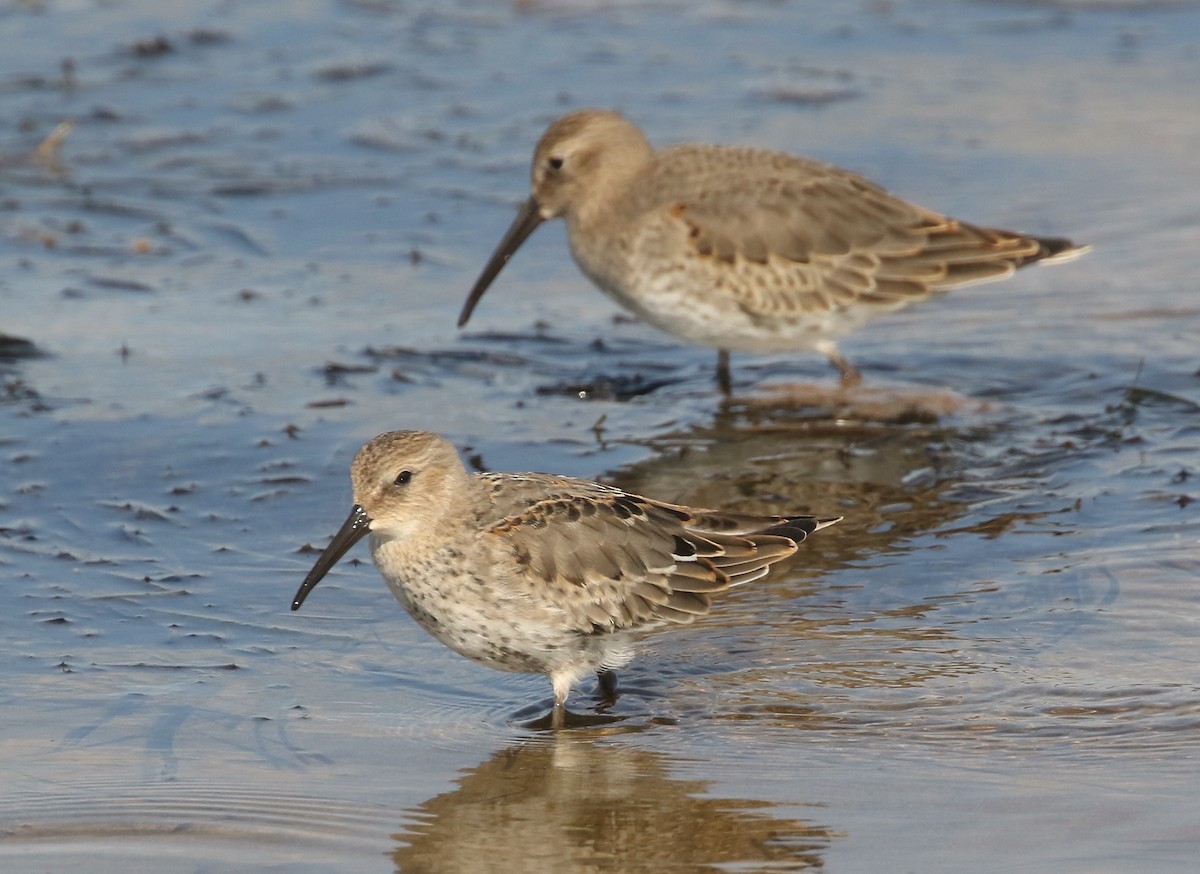 Dunlin - Denise  McIsaac