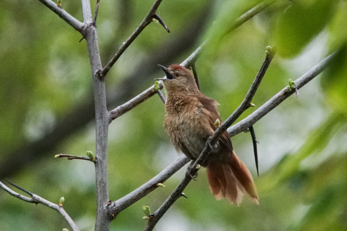 Freckle-breasted Thornbird - ML609181563