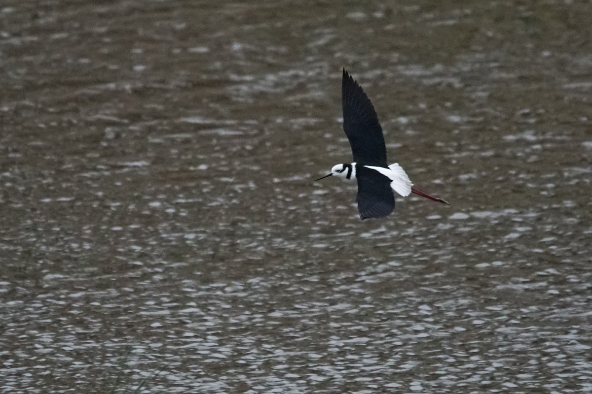 Black-necked Stilt - ML609181755