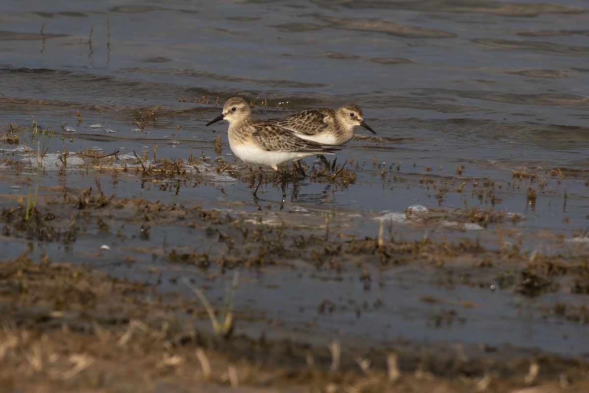 Baird's Sandpiper - ML609181809