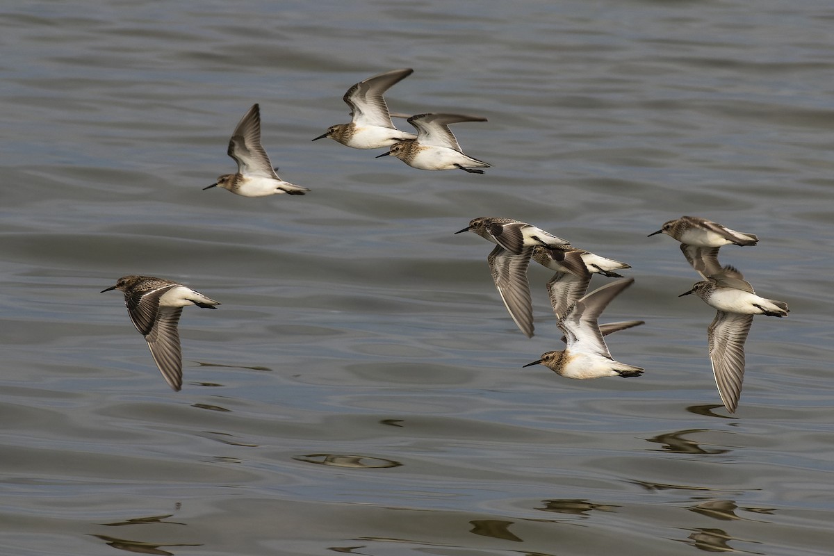 Baird's Sandpiper - ML609181811