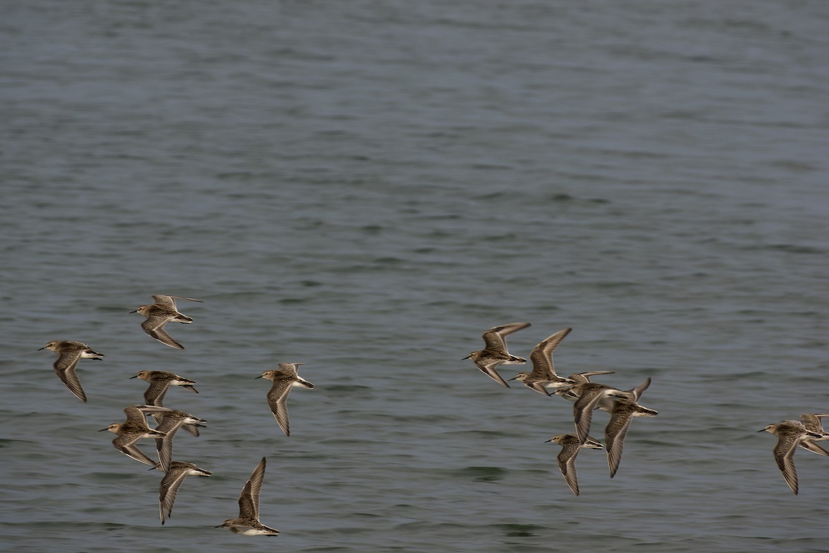 Baird's Sandpiper - ML609181812