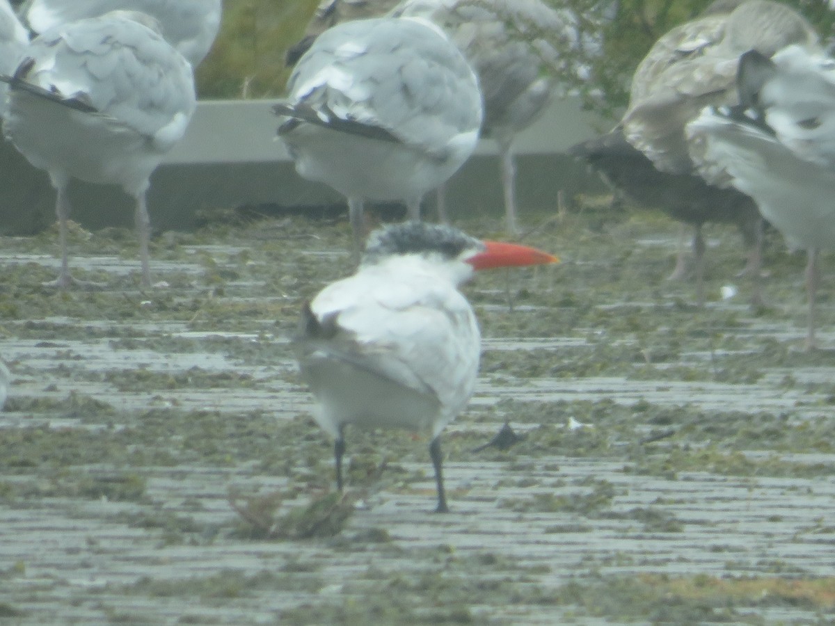 Caspian Tern - ML609181822