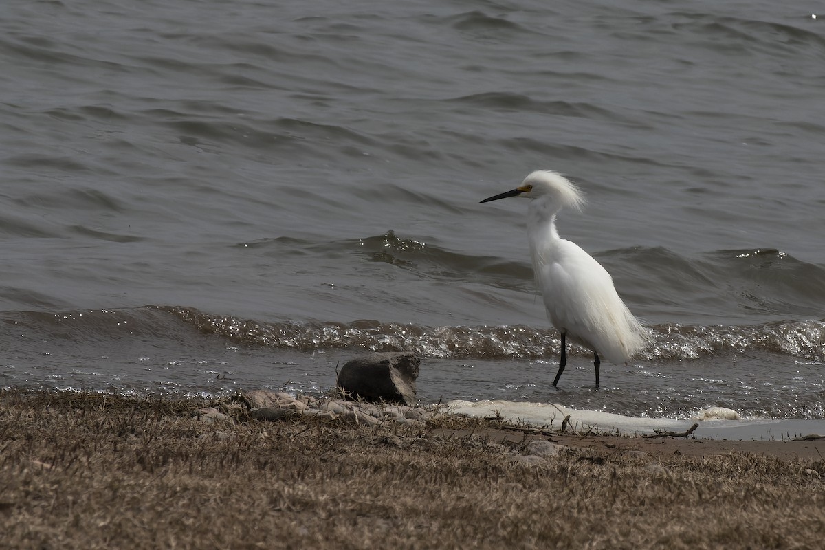 Snowy Egret - ML609181825