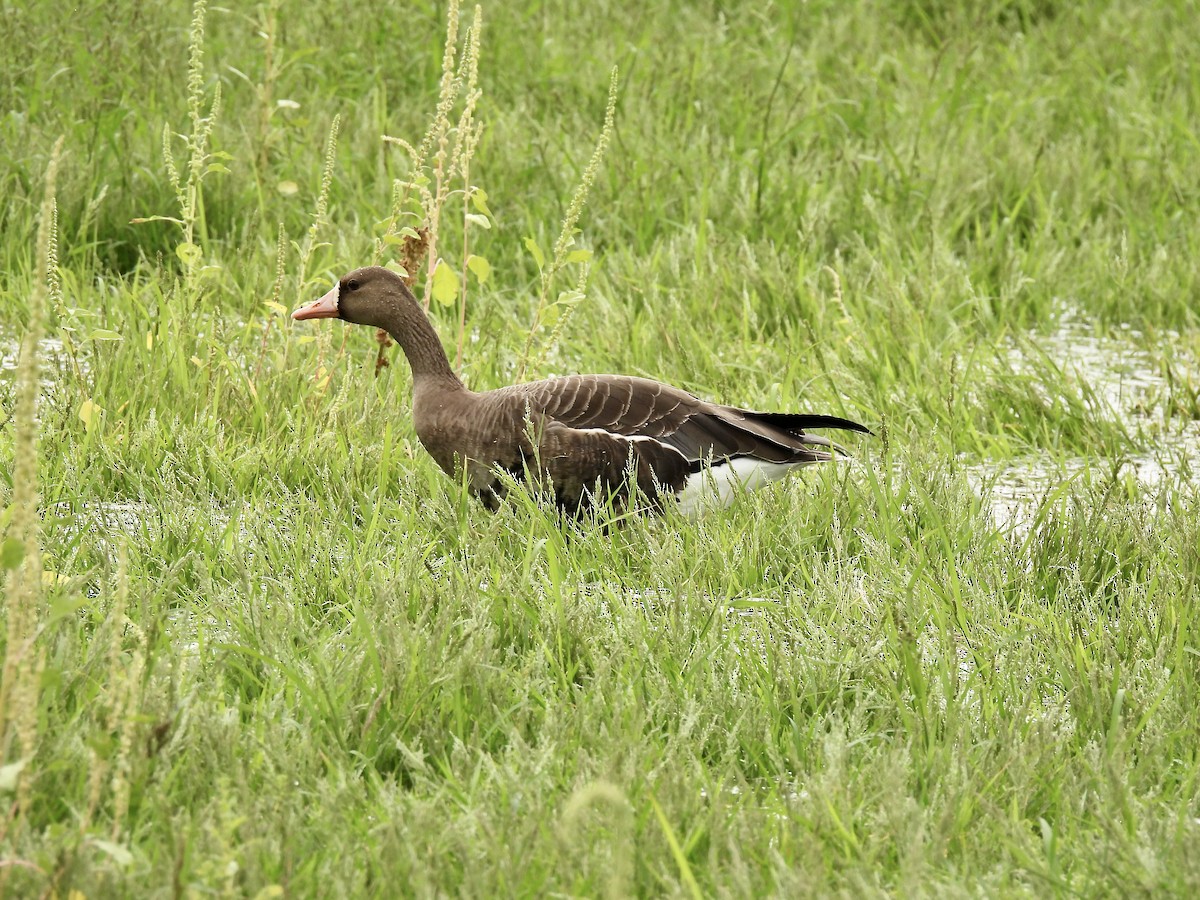 Greater White-fronted Goose - ML609181853