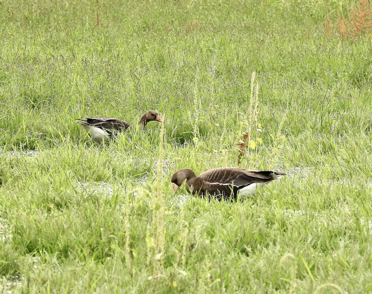 Greater White-fronted Goose - ML609181854