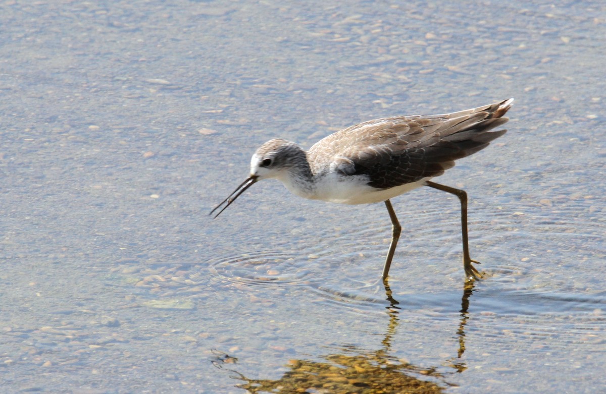 Marsh Sandpiper - ML609182009