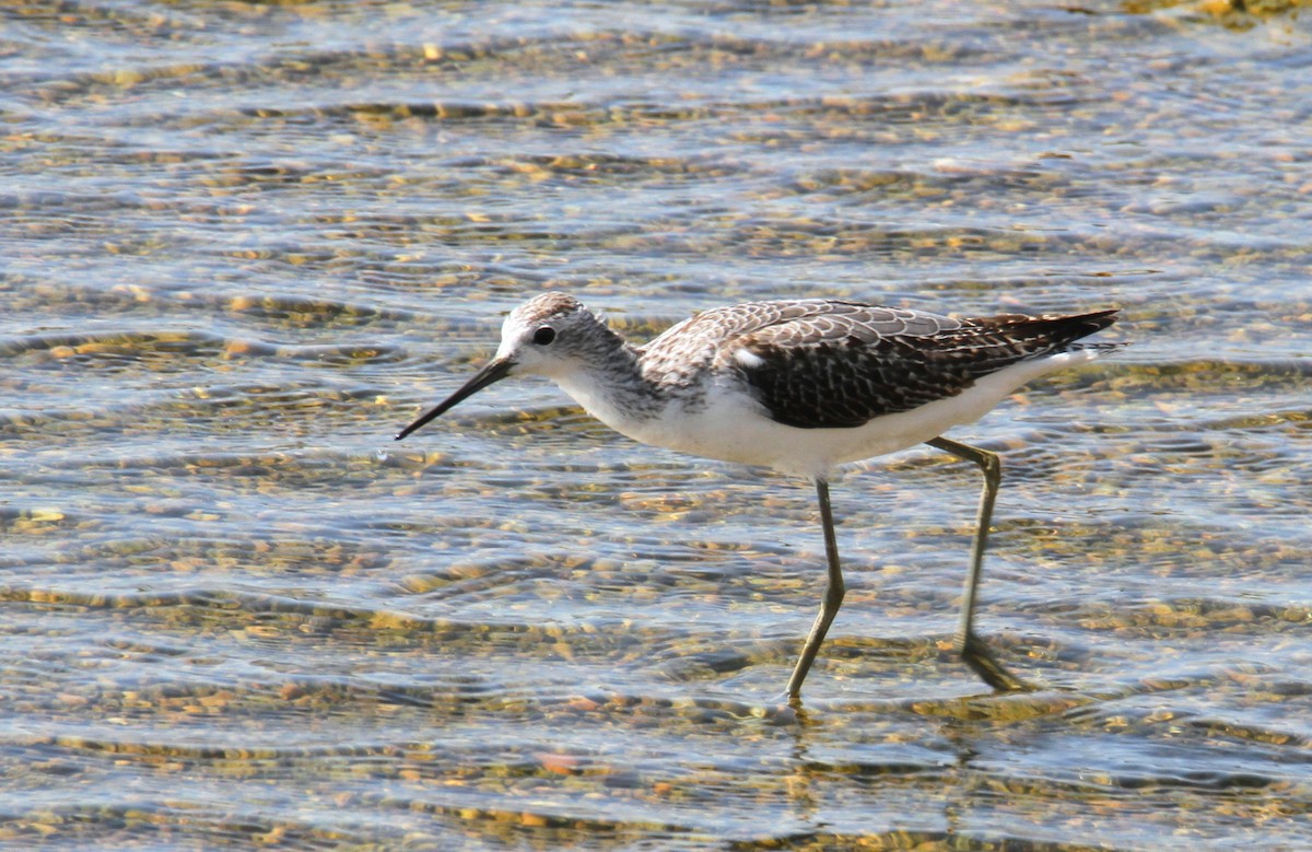 Marsh Sandpiper - yuda siliki