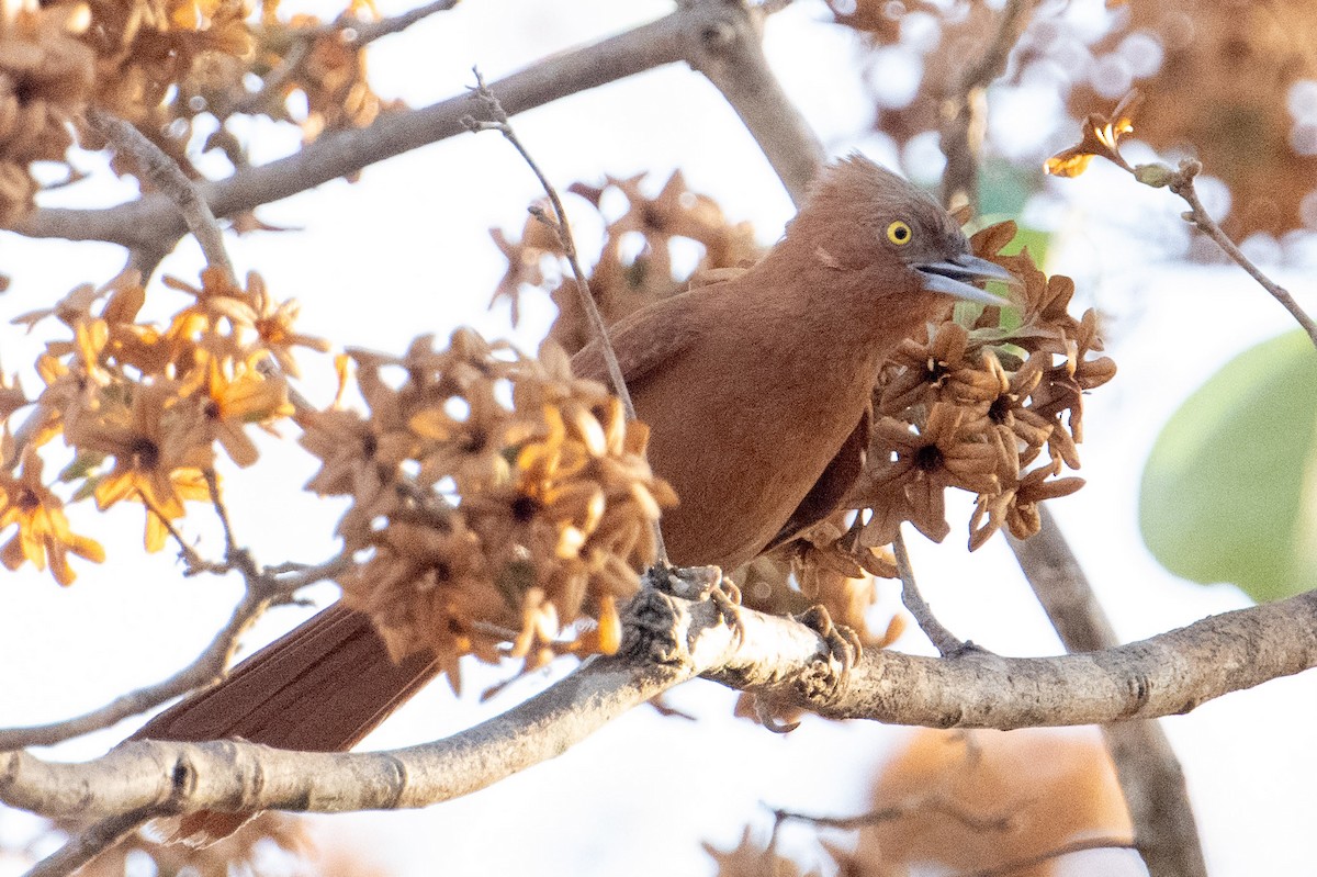 Rufous Cacholote - ML609182099