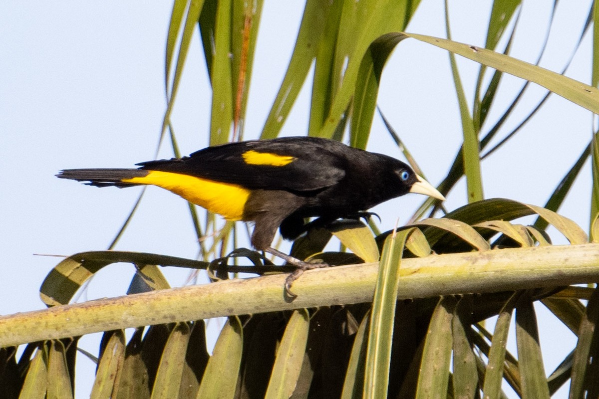 Yellow-rumped Cacique - ML609182152