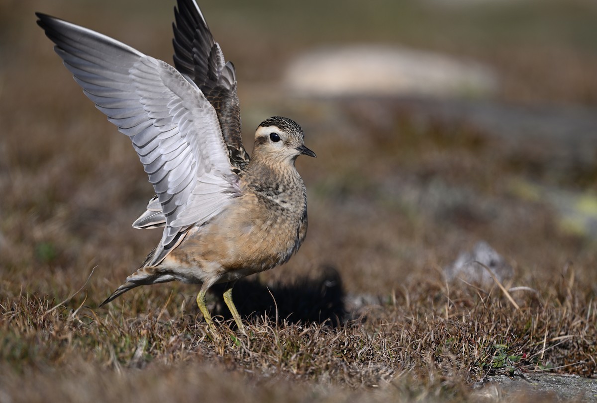 Eurasian Dotterel - Manuel Segura Herrero