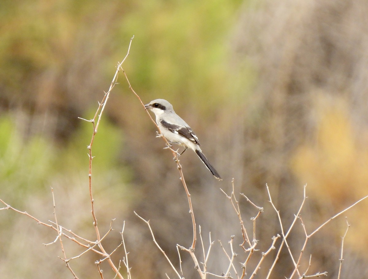 Loggerhead Shrike - ML609182170