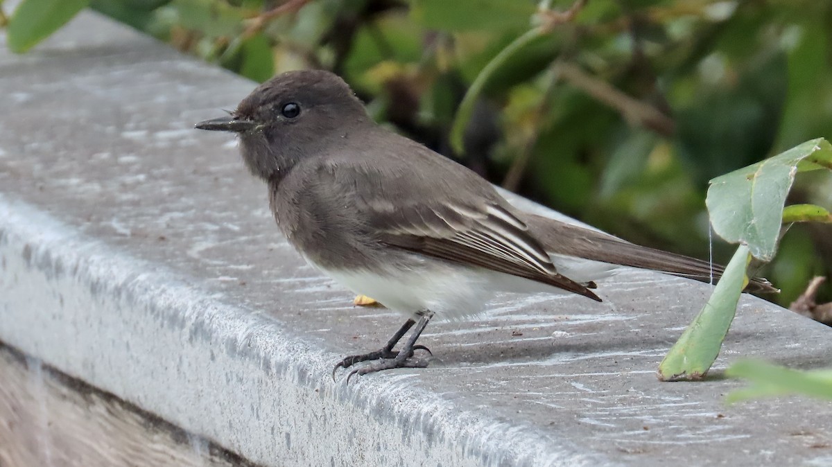 Black Phoebe - ML609182394