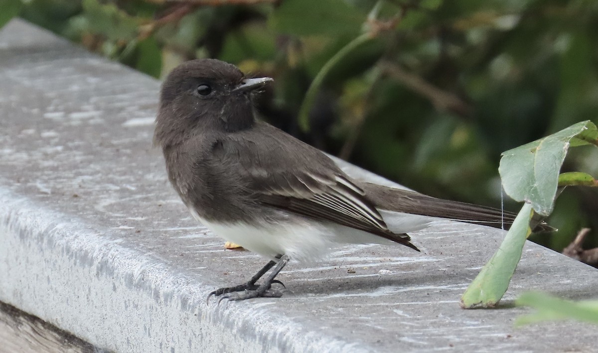 Black Phoebe - ML609182398