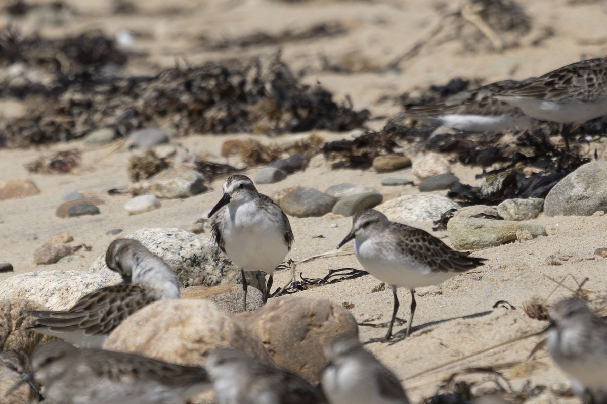 Bergstrandläufer - ML609182446