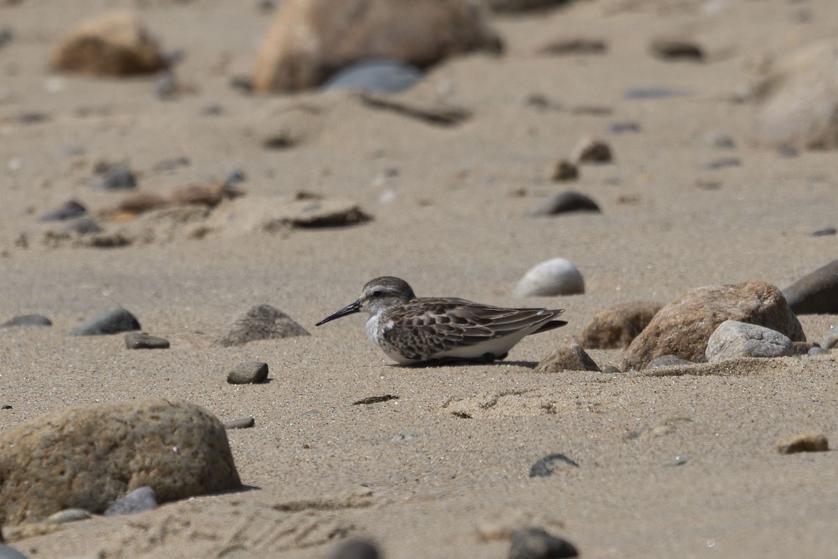 Bergstrandläufer - ML609182448