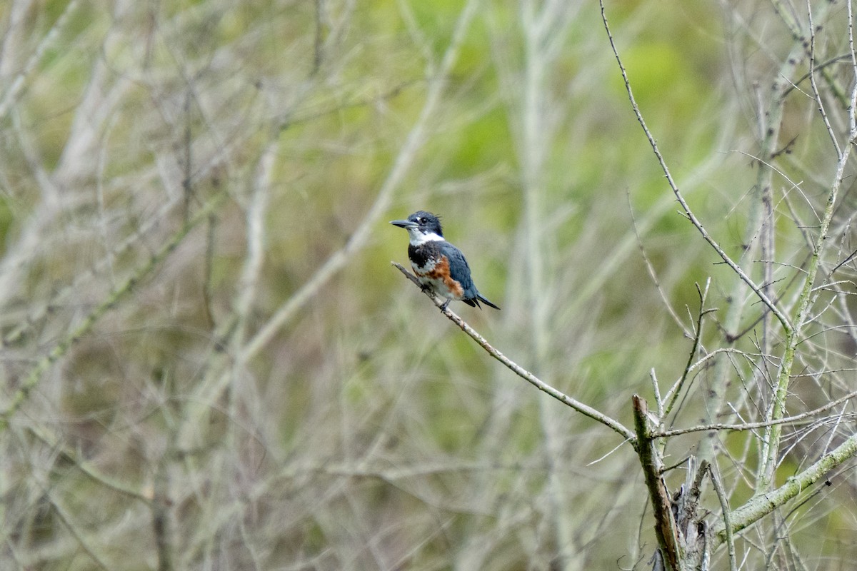 Belted Kingfisher - ML609182499