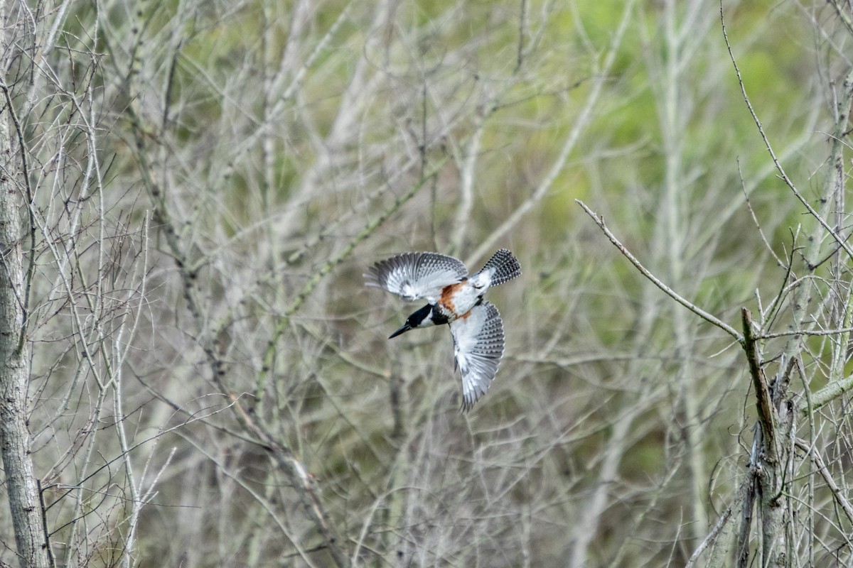 Belted Kingfisher - ML609182500