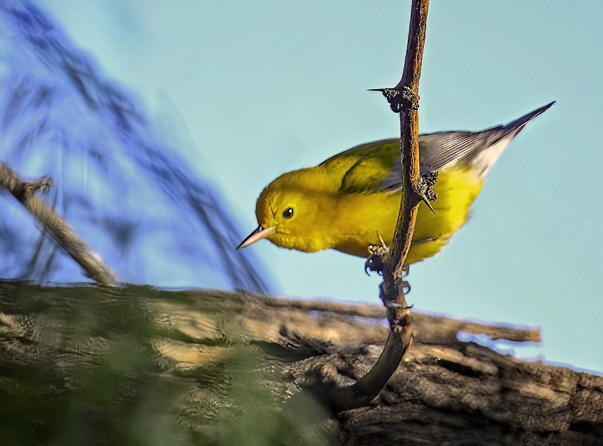 Prothonotary Warbler - ML609182509