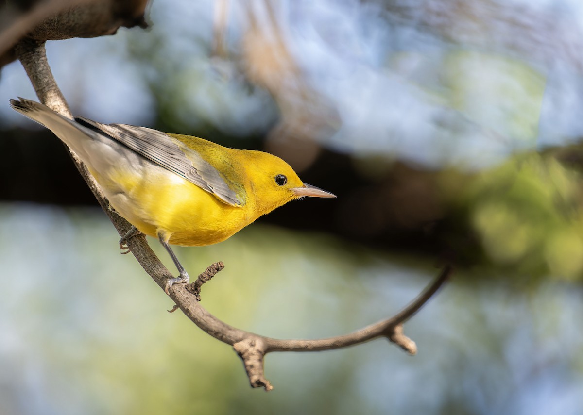 Prothonotary Warbler - ML609182510