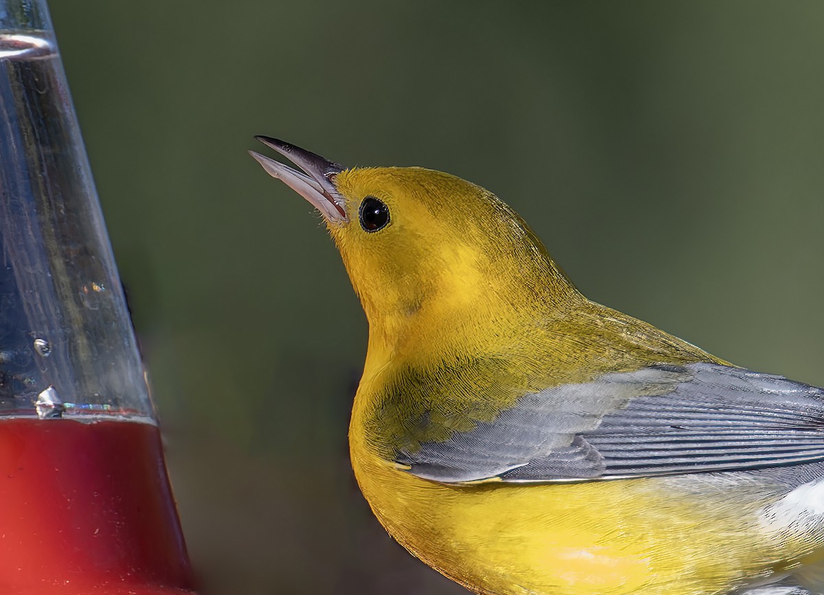 Prothonotary Warbler - ML609182511