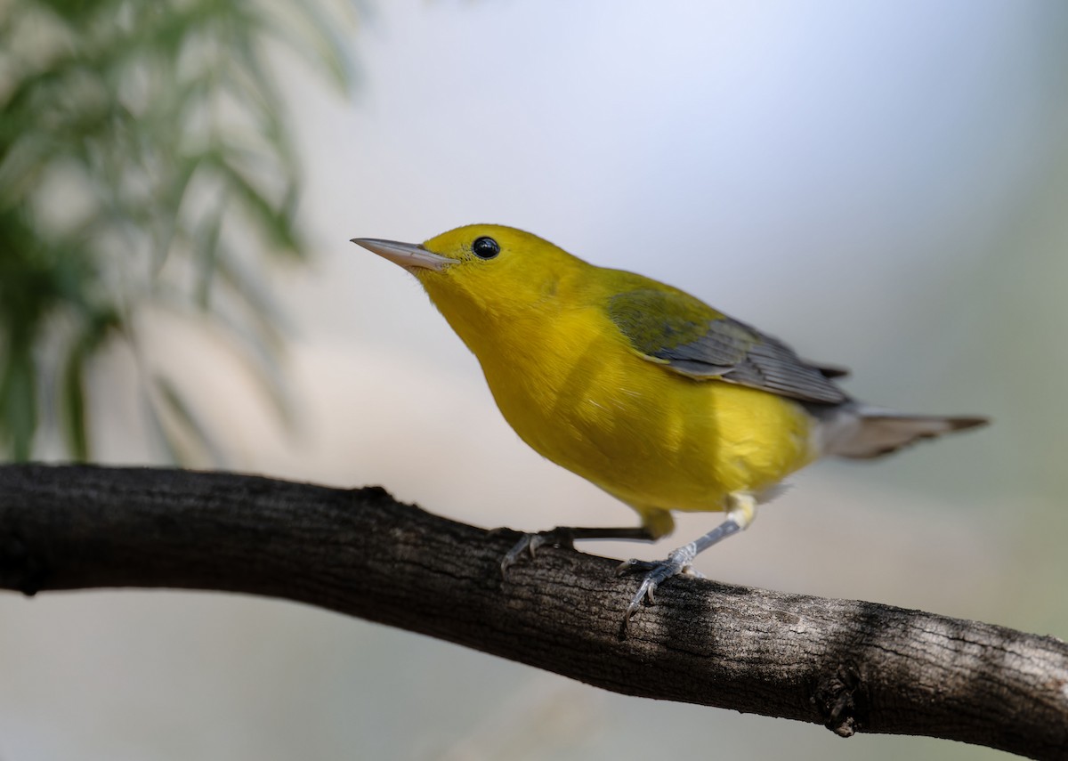 Prothonotary Warbler - ML609182512