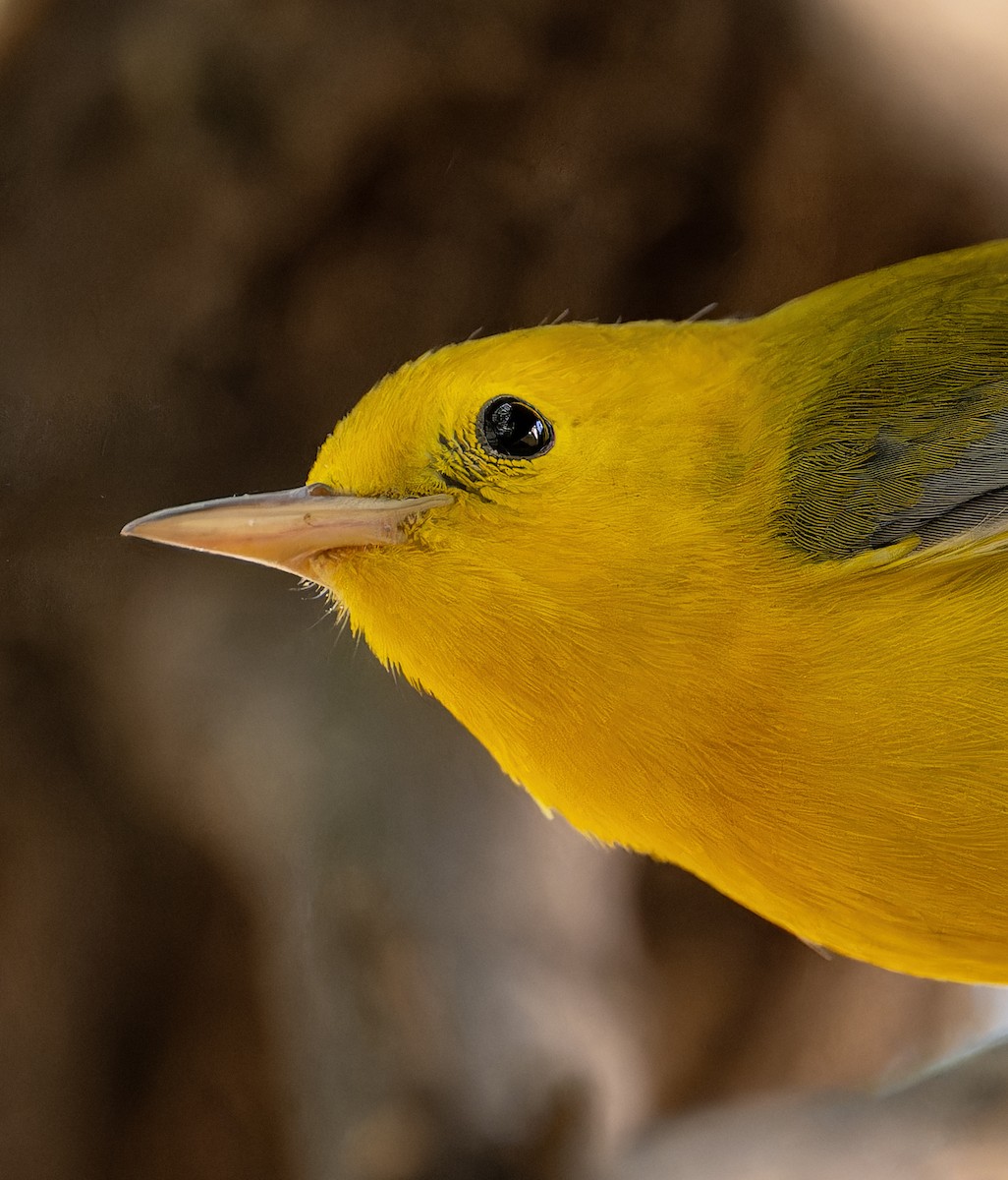 Prothonotary Warbler - ML609182513