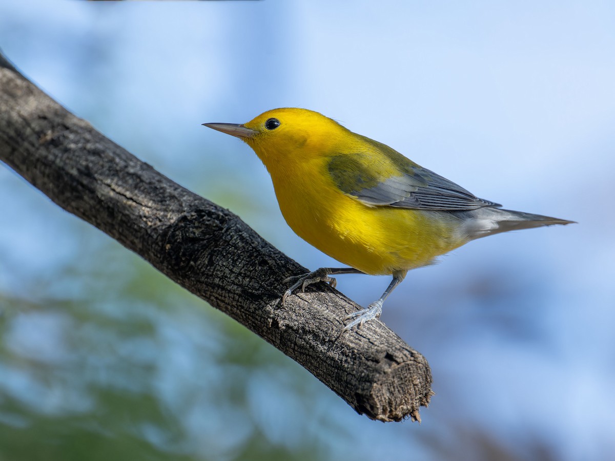 Prothonotary Warbler - ML609182514