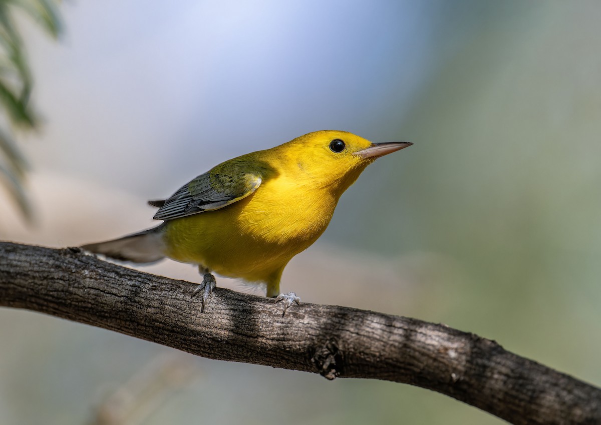 Prothonotary Warbler - ML609182515