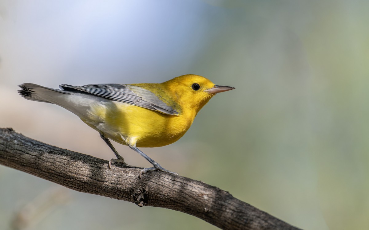 Prothonotary Warbler - ML609182516