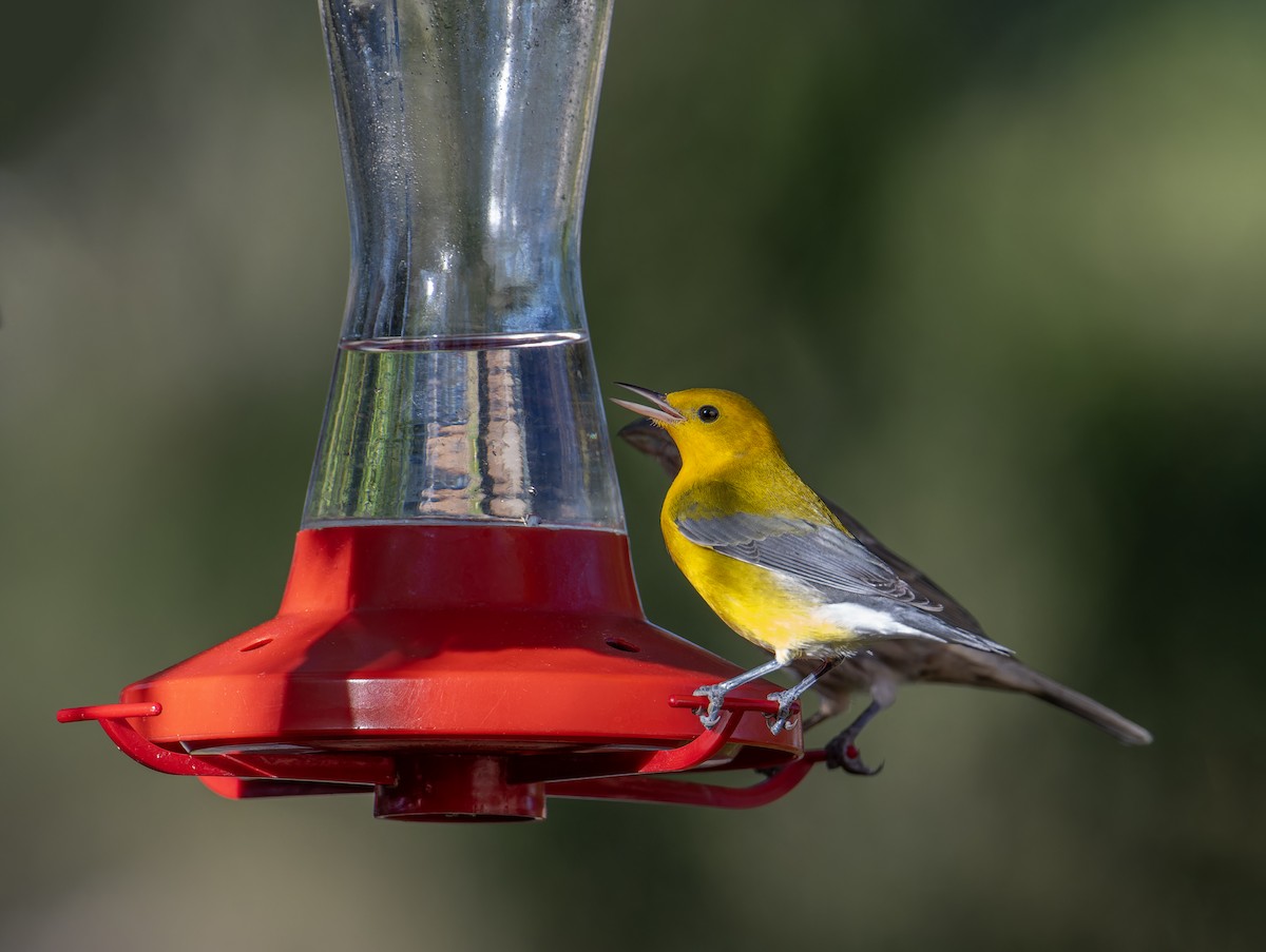 Prothonotary Warbler - ML609182517